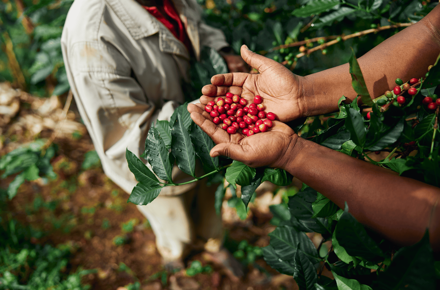 Jamaica Blue Mountain Coffee beans worker Premium Coffee Beans Best Premium Coffee Premium Quality Coffee Best Coffee in uk Best Specialty Coffee mothers Day Coffee Gift 