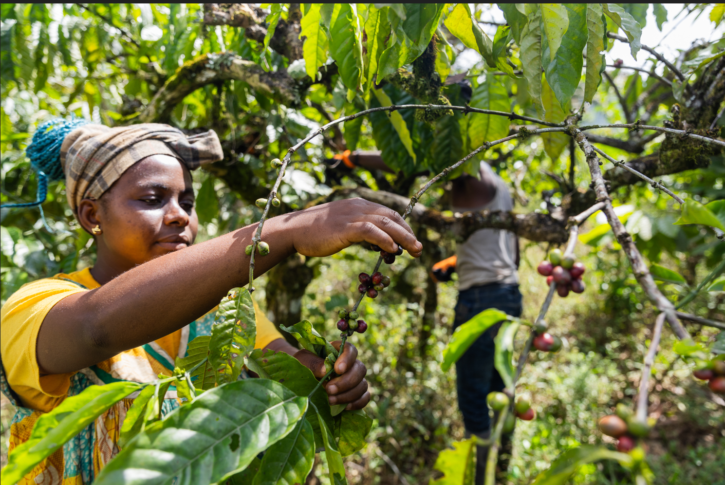 Jamaica Blue Mountain Coffee worker Premium Coffee Beans Best Premium Coffee Premium Quality Coffee Best Coffee in uk Best Specialty Coffee mothers Day Coffee Gift 