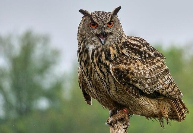 Hibou Grand-duc