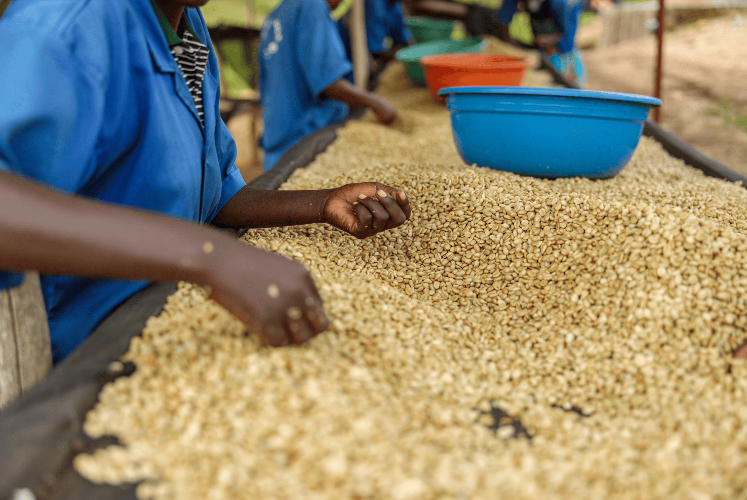 Jamaica Coffee beans pickers, Jamaican Premium Coffee beans, single origin, luxury coffee, purist coffee