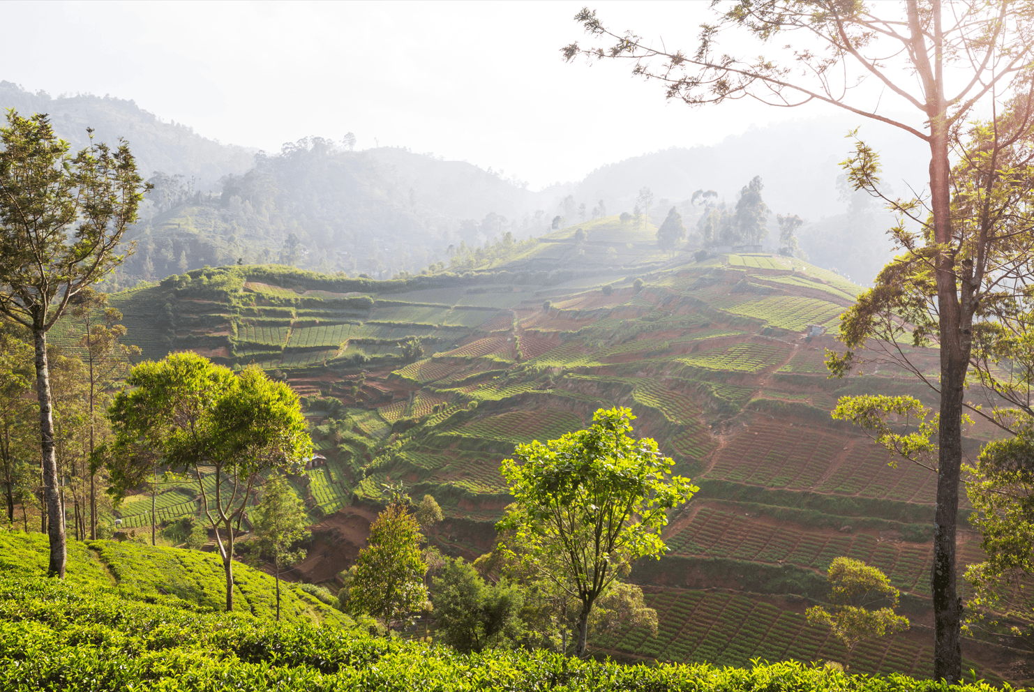 Blue Mountain Coffee Range Premium Coffee Beans Best Premium Coffee Premium Quality Coffee Best Coffee in uk Best Specialty Coffee mothers Day Coffee Gift 