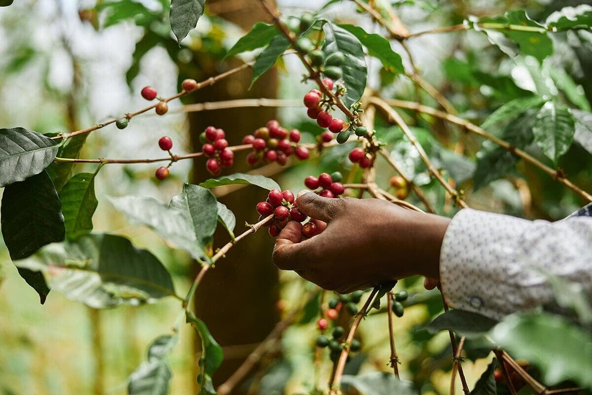 Jamaica Blue Mountain Coffee Beans, Luxury coffee, high quality coffee beans