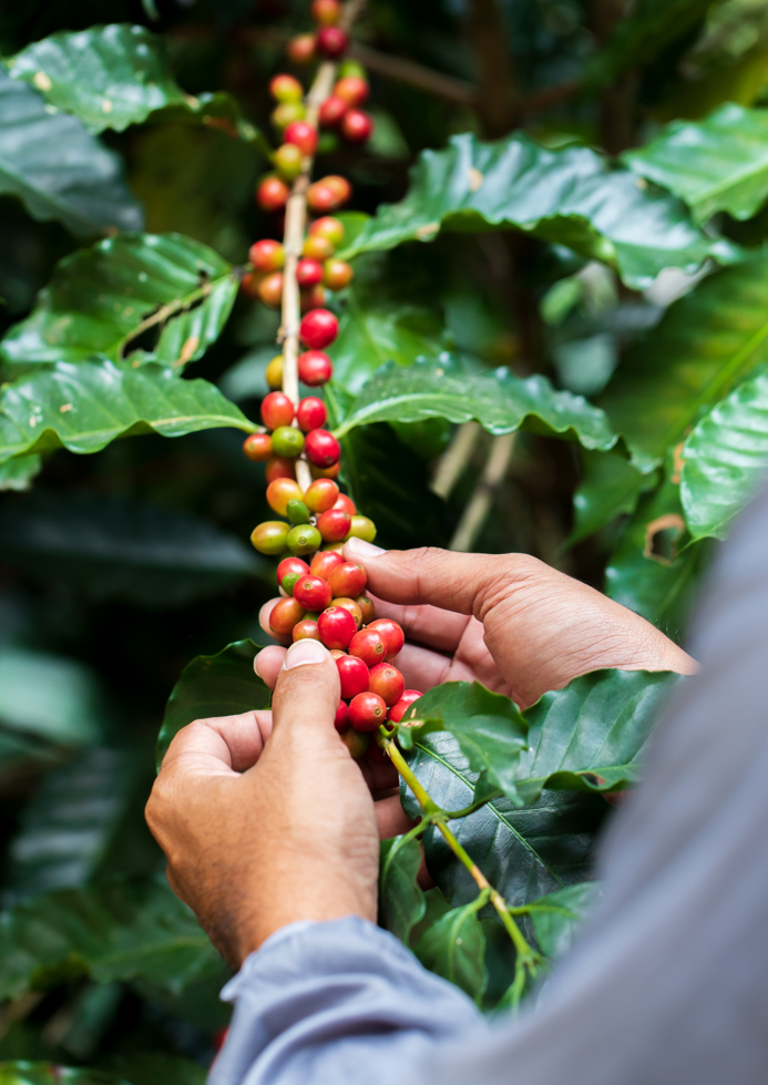 Jamaica Coffee beans, Jamaican Premium Coffee beans, single origin, luxury Jamaican coffee, luxury coffee beans, purist coffee