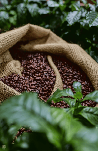 Rich, bold coffee beans, peaberry coffee beans, greade 1 coffee beans, caramel coffee beans, speciality coffee beans