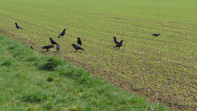 Quel effaroucheur pour éloigner les oiseaux ?
