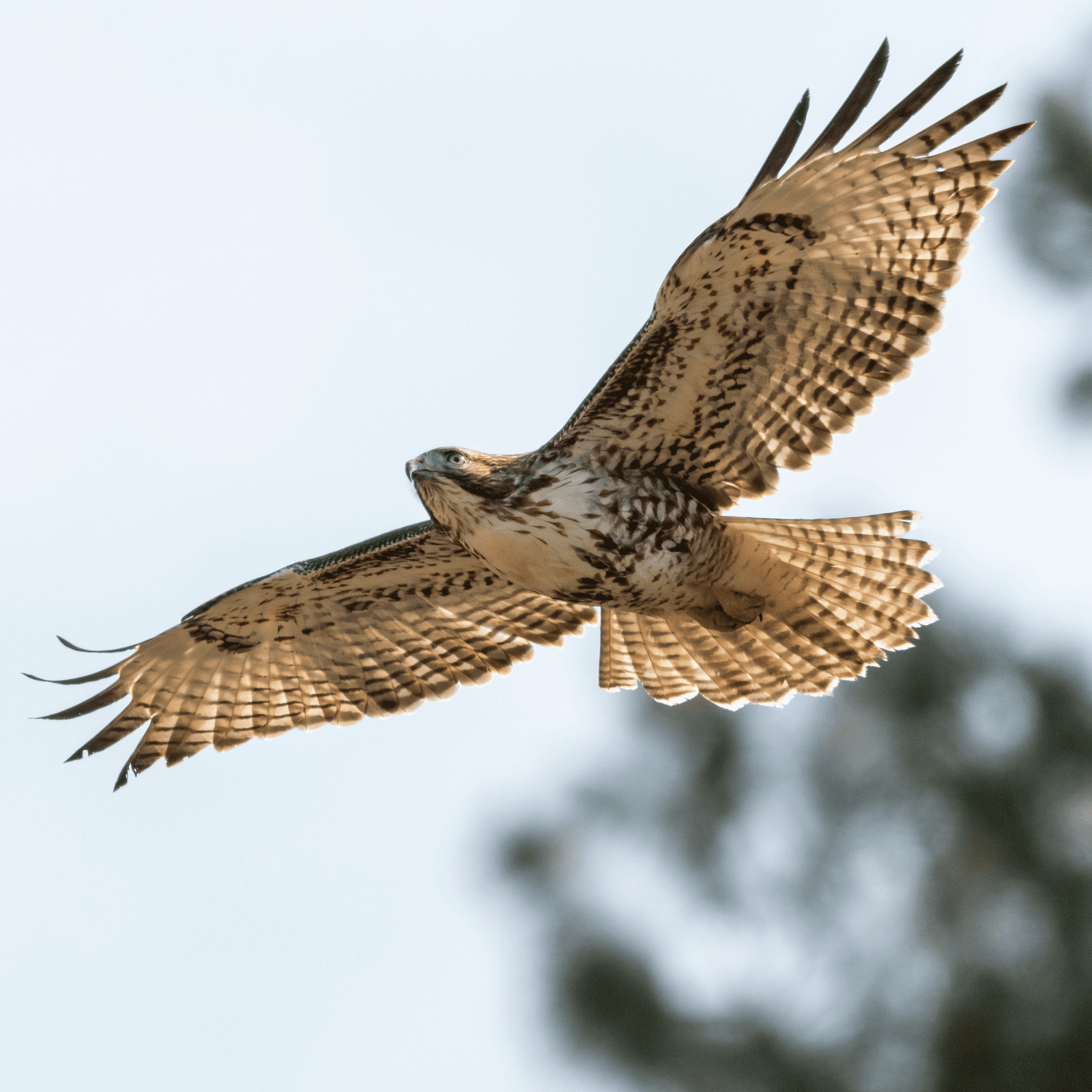 Un grand rapace en volant