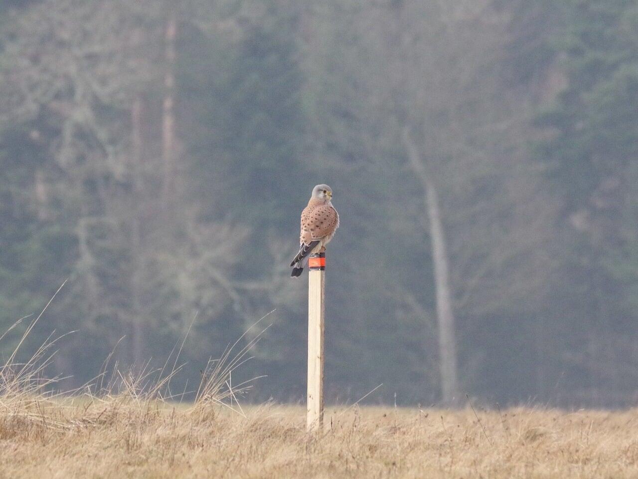 Effarouchement naturel des oiseaux nuisibles