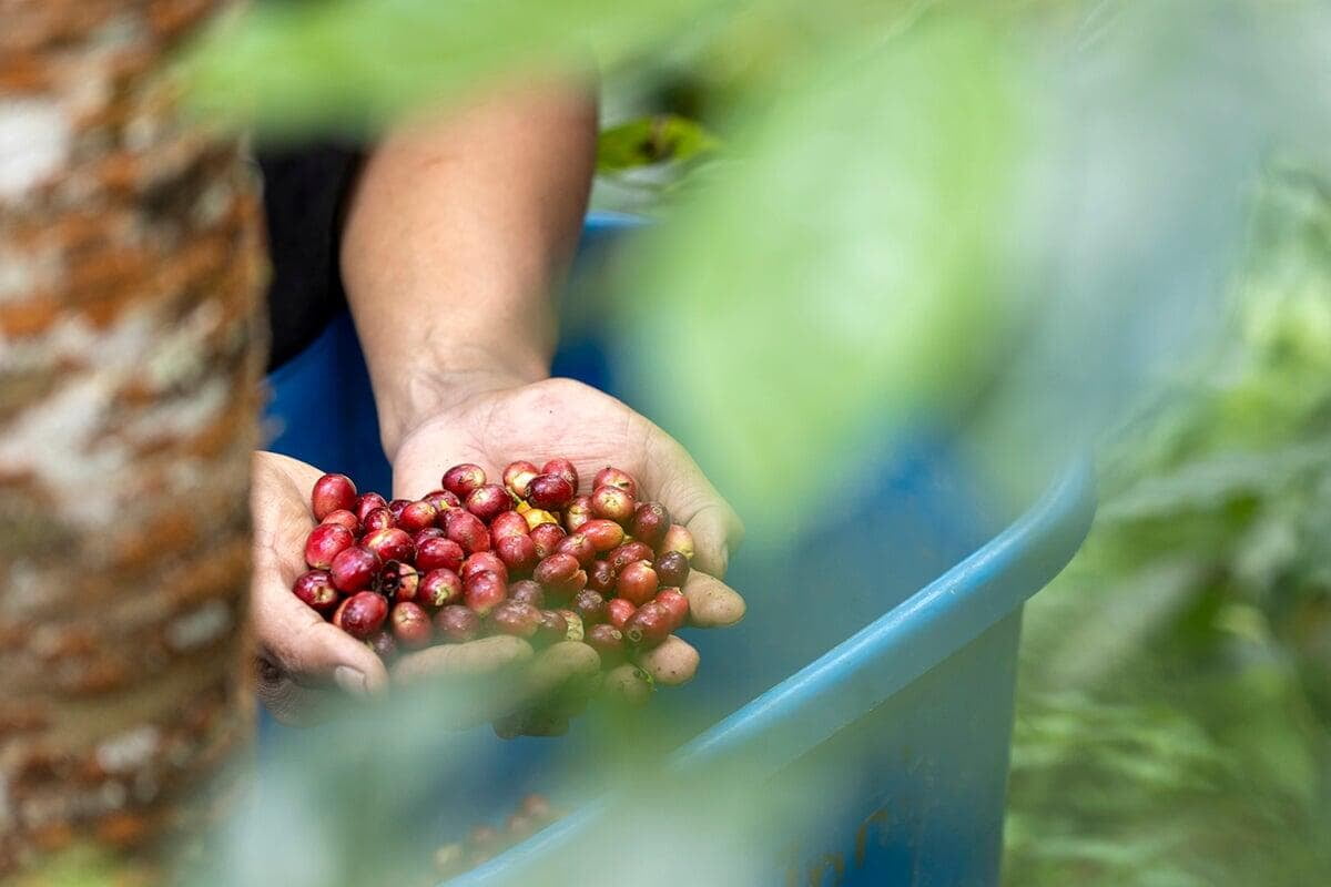 Jamaica Blue Mountain Coffee Beans, Luxury coffee, high quality coffee cherry beans