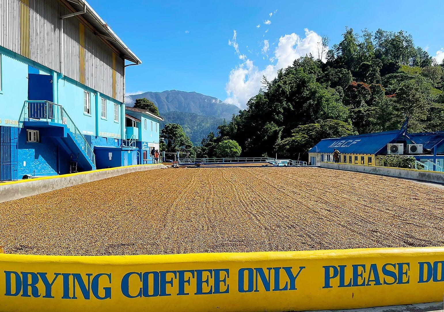 Jamaica Blue Mountain Coffee beans, Jamaican Premium Coffee beans, single origin, luxury coffee, purist coffee
