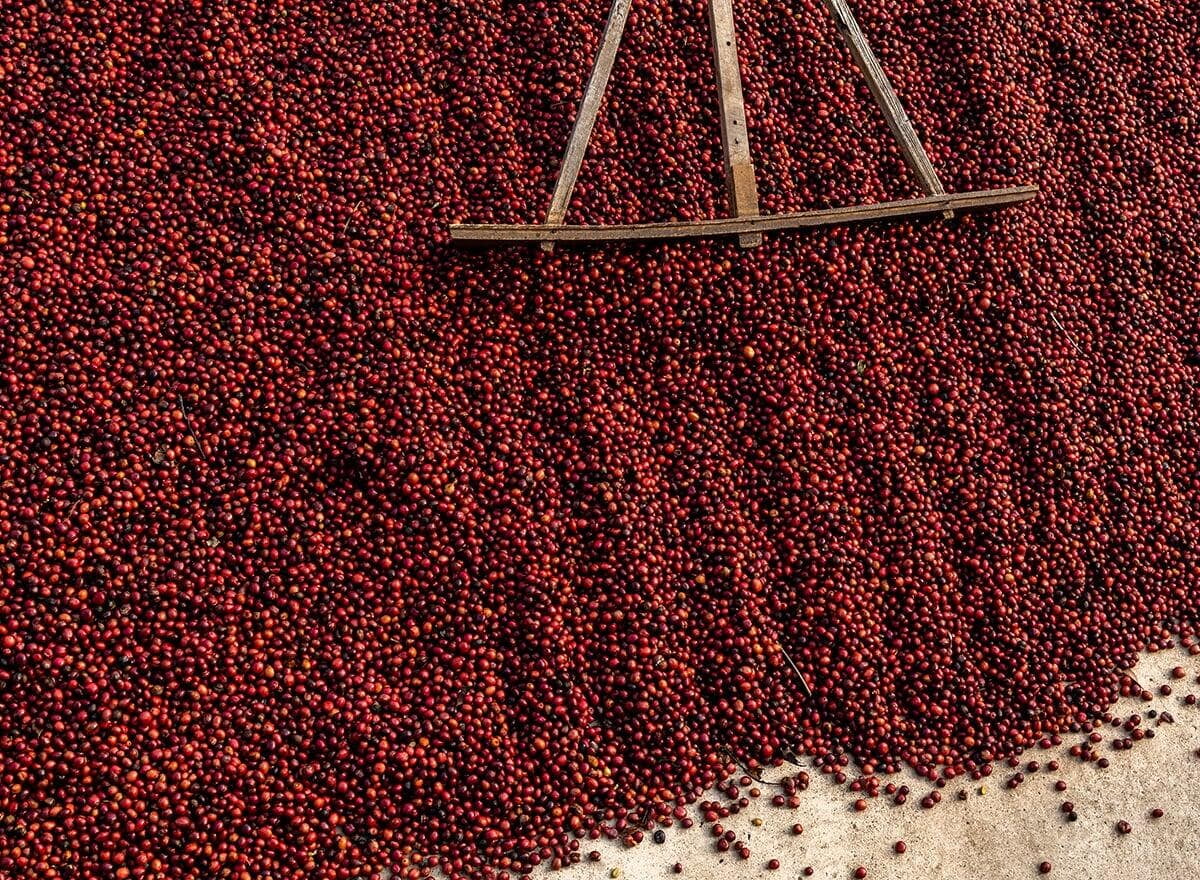    Jamaica Blue Mountain Coffee Beans, Luxury coffee, high quality coffee beans with conservation initiatives 