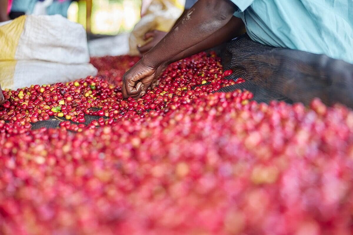 World class coffee beans, a grade coffee beans, rich coffee notes