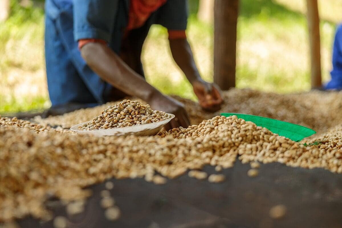 Jamaica Blue Mountain Coffee Beans, Luxury coffee, high quality coffee beans after roasting