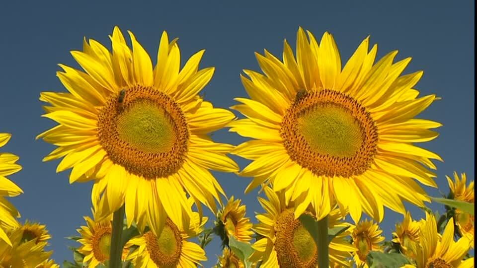 Tournesol