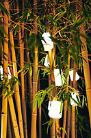 Balad Lamp H12 3 Pack