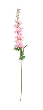 EDELMAN - Delphinium Rose