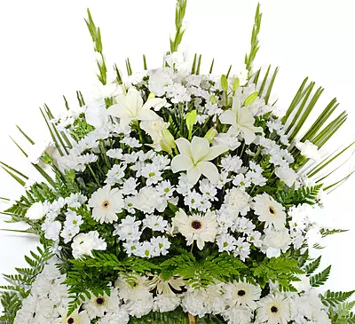 Corona Classic Corona Classic