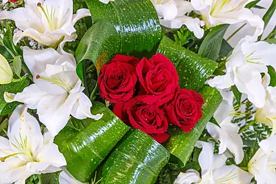 PALMATORIA DE PIE PALMATORIA DE PIE