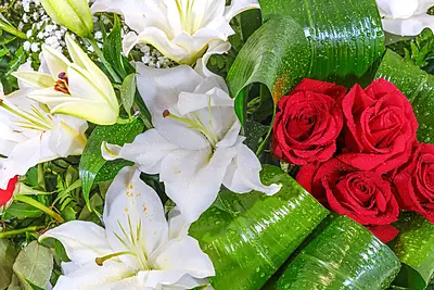 PALMATORIA DE PIE PALMATORIA DE PIE