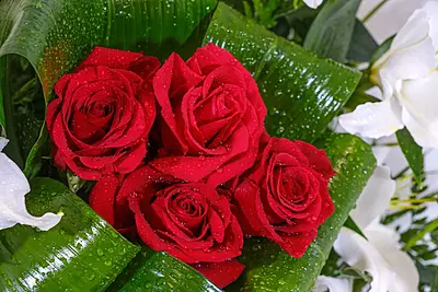 PALMATORIA DE PIE PALMATORIA DE PIE