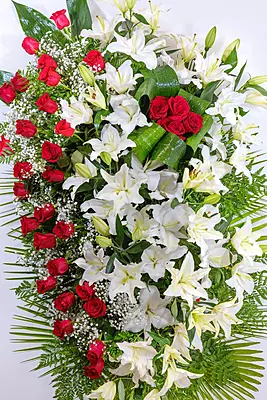 PALMATORIA DE PIE PALMATORIA DE PIE