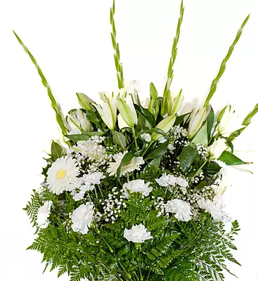 RAMO PREMIUM RAMO PREMIUM