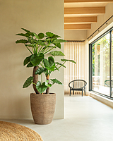 Saya Plant Pot Oval