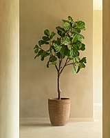 Saya Plant Pot Oval