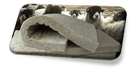 Floor-Sheep